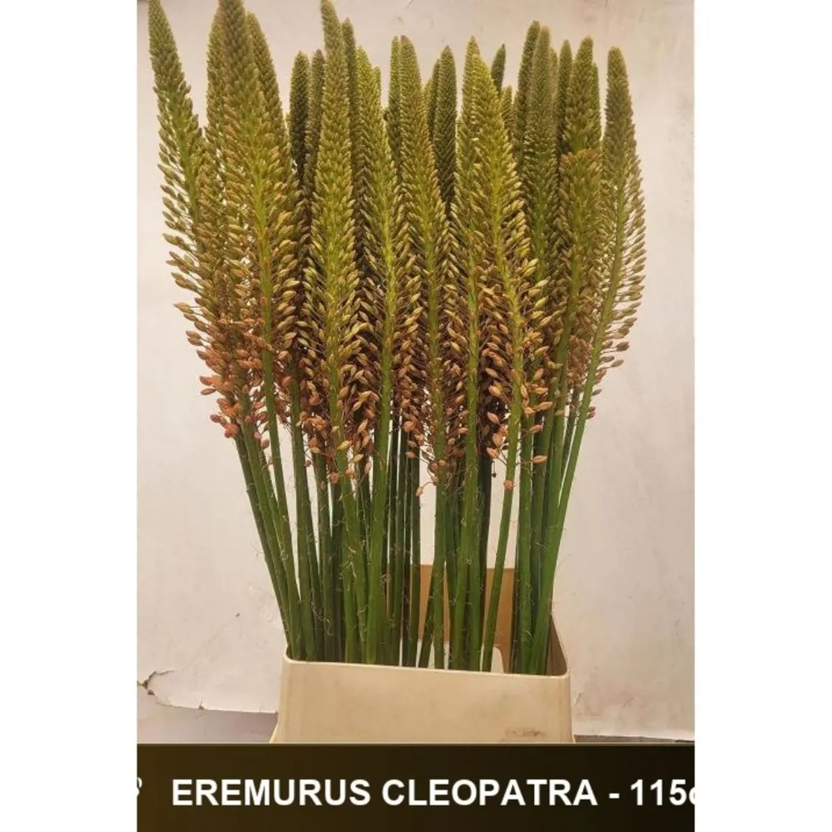 İthal Eremurus Cleopatra (10 dal-110 cm) - Ürün Görseli 1