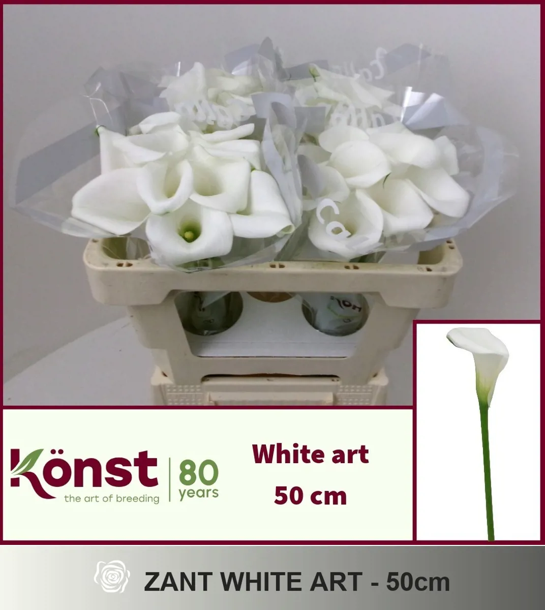 İthal Zantedeschia White Art (Gala-10 Dal-50 cm) - Ürün Görseli 1