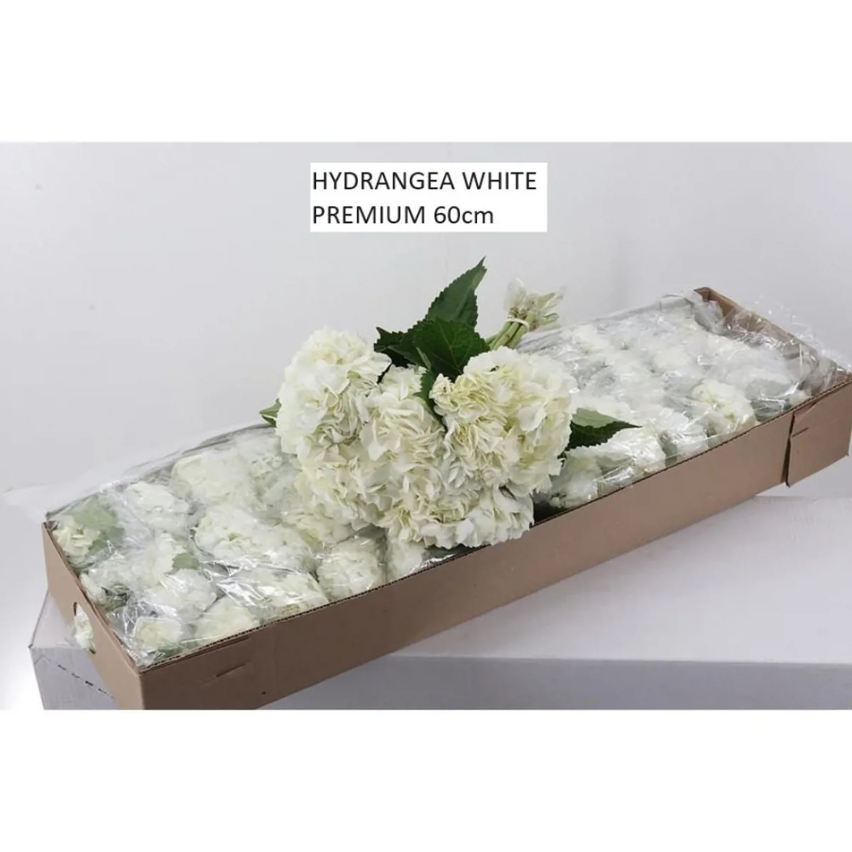 İthal Hydrangea White Premium (Ortanca-5 Dal-60cm) - Ürün Görseli 1
