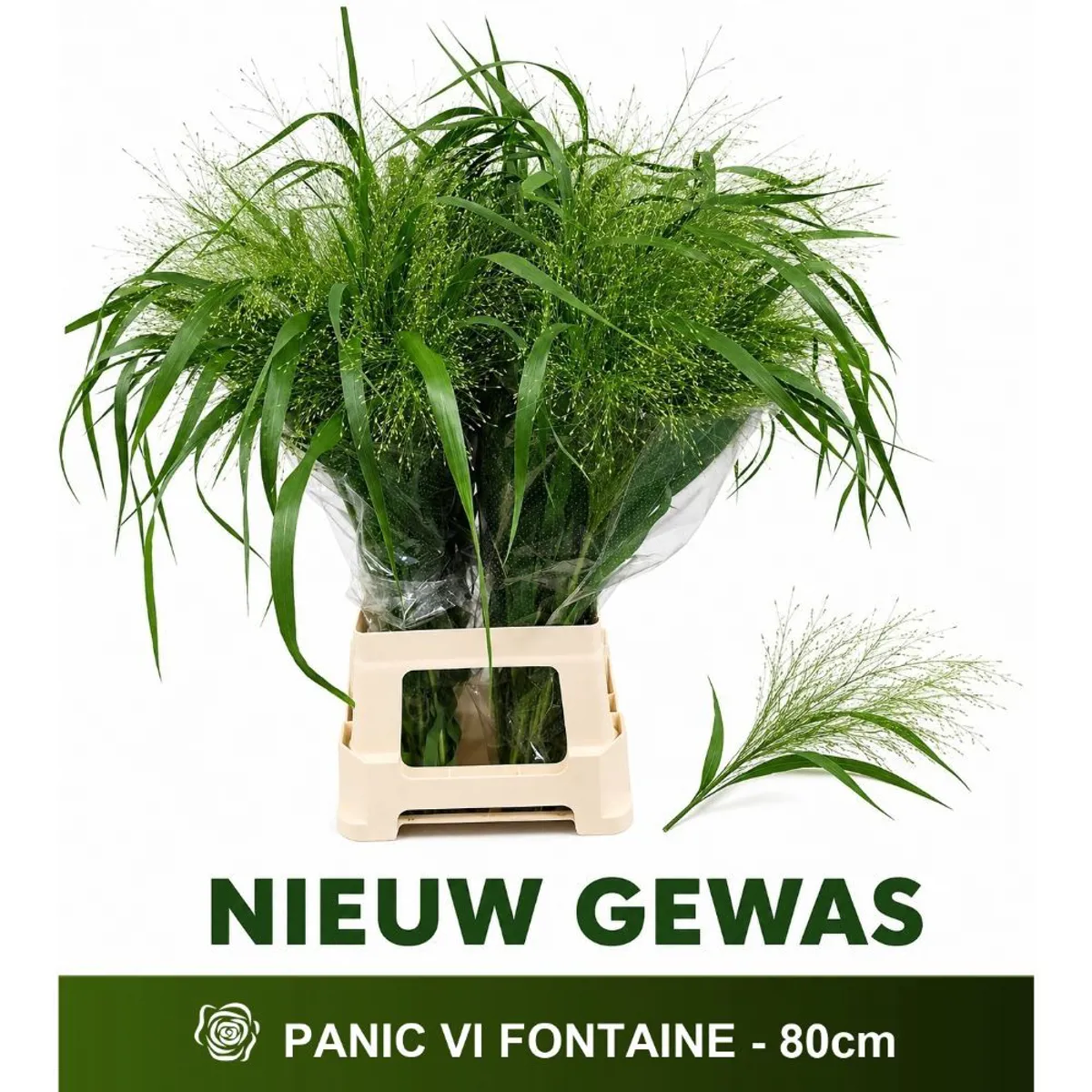  İthal Panicum Fountain (50 dal-80 cm) - Ürün Görseli 1