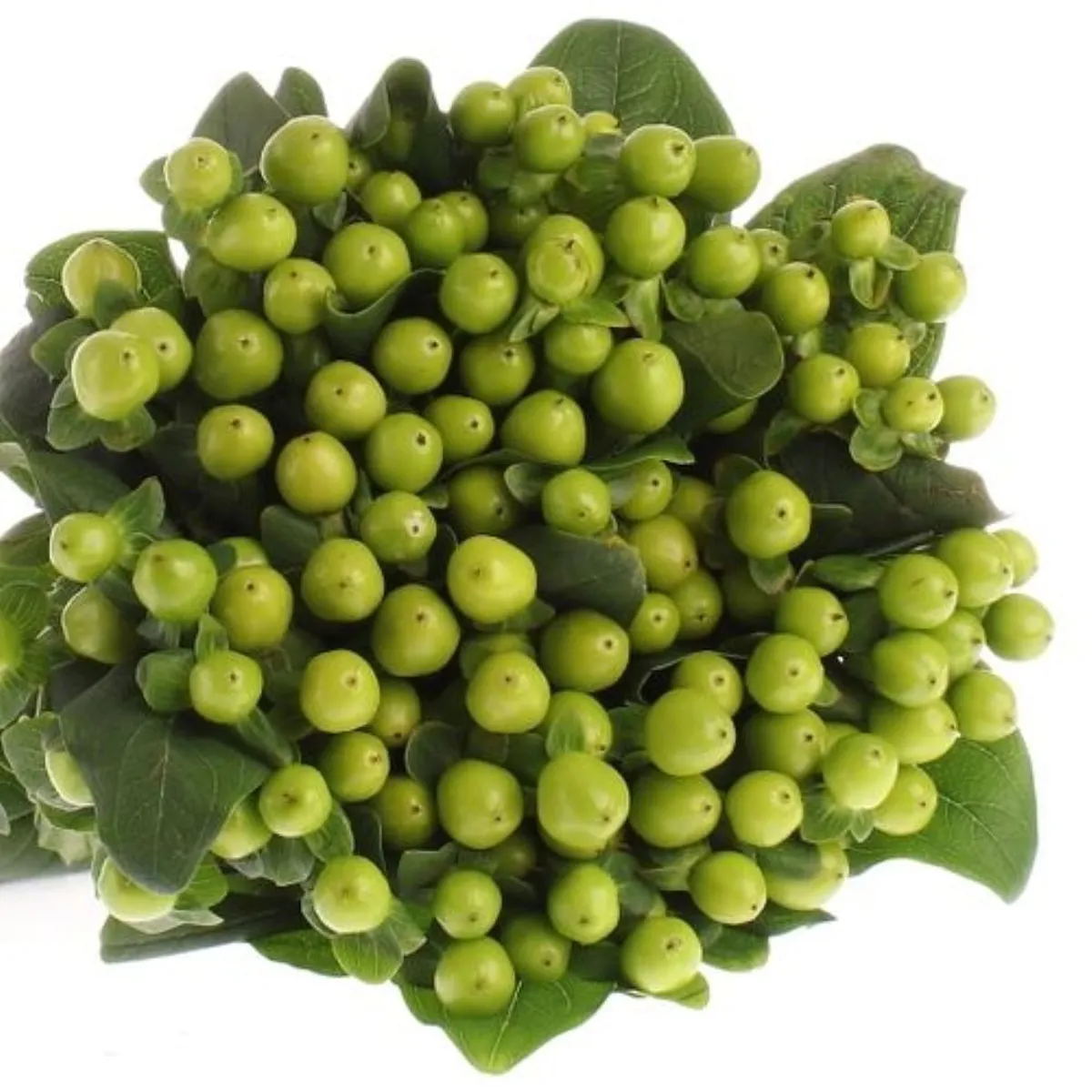 İthal Hypericum Coco Bamboo 60 cm (10 dal) - Ürün Görseli 1