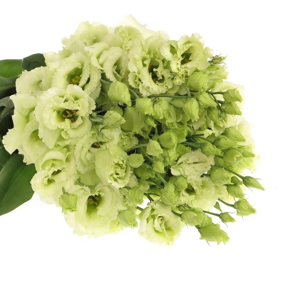 Yerli Lisianthus Su Yeşili (10 Dal) - Ürün Görseli 1