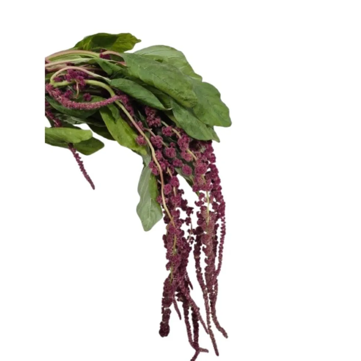 Yerli Amaranthus Bordo (5 dal) - Ürün Görseli 1