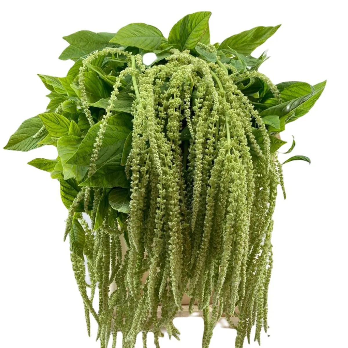Yerli Amaranthus Yeşil (5 dal) - Ürün Görseli 1