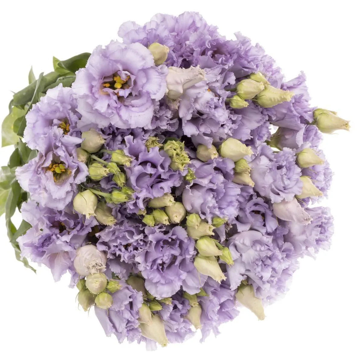 Yerli Lisianthus Lila (1 Demet) KIRIMSIZ - Ürün Görseli 1