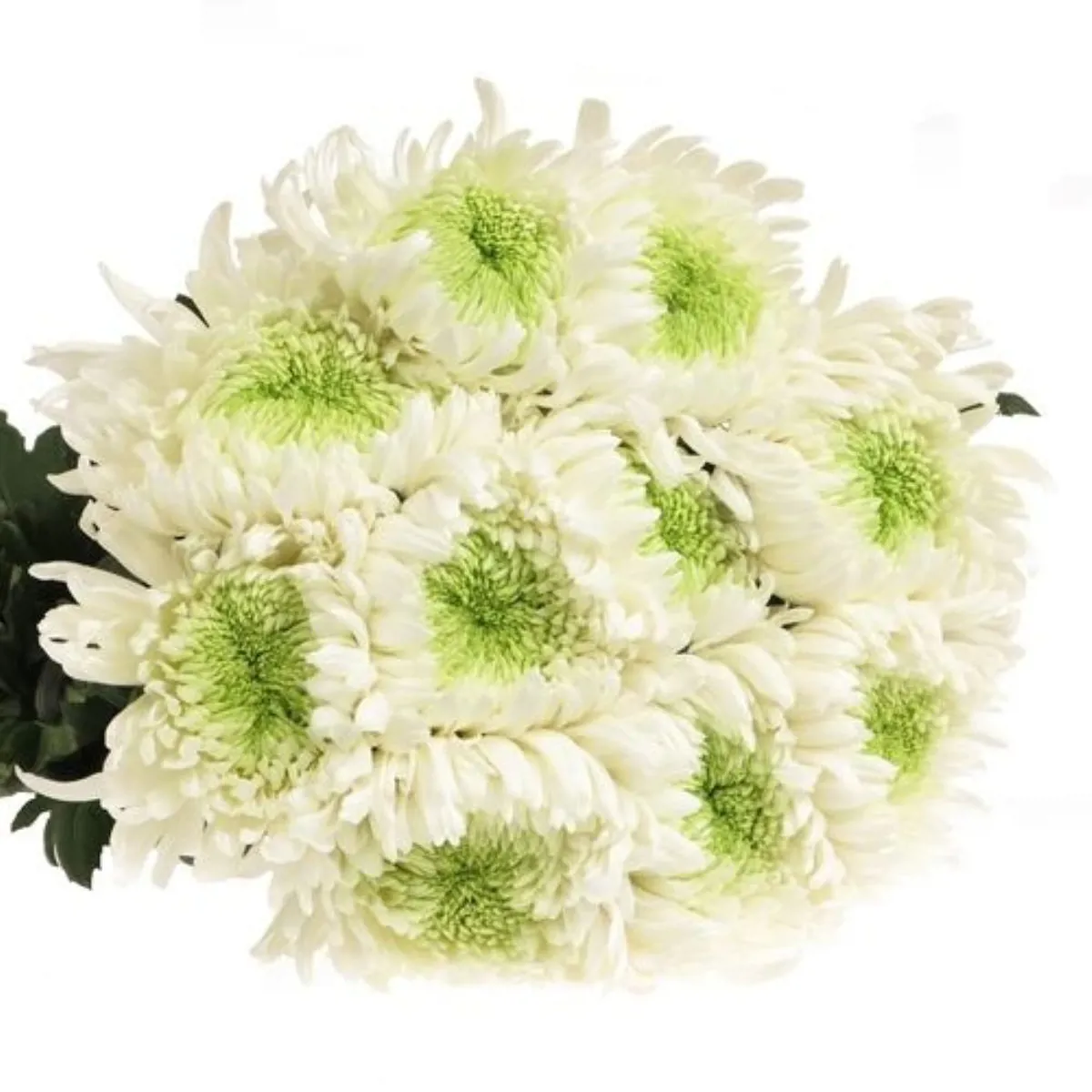İthal Chrysanthemum G Magnum (10 dal-70cm) - Ürün Görseli 1