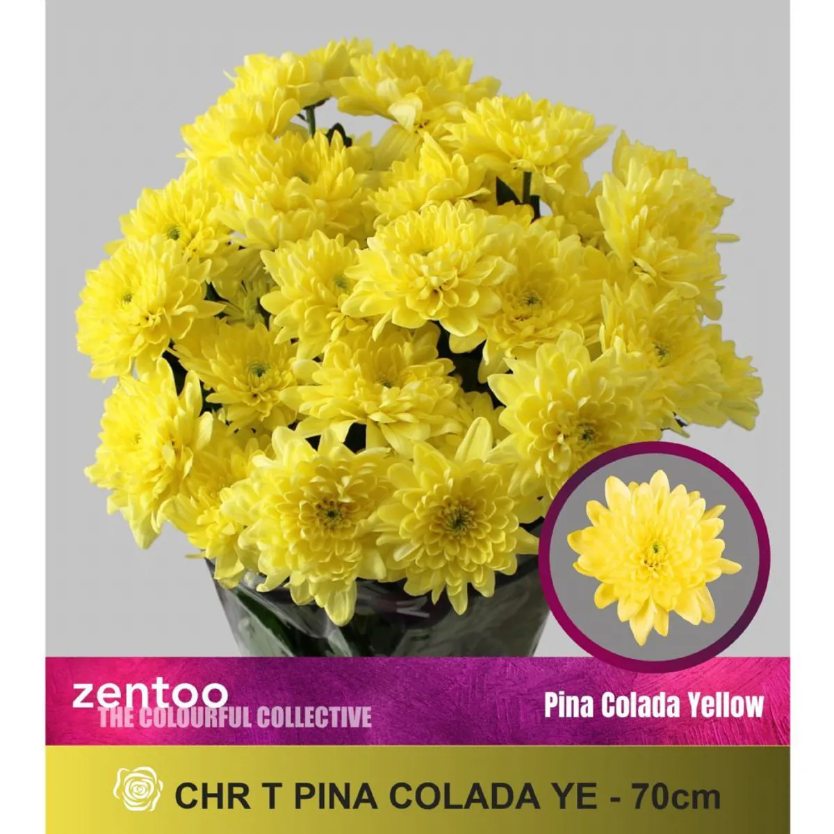 İthal Chrysanthemum T Pina Colada Yellow (Biçme-5 dal-70cm) - Ürün Görseli 1