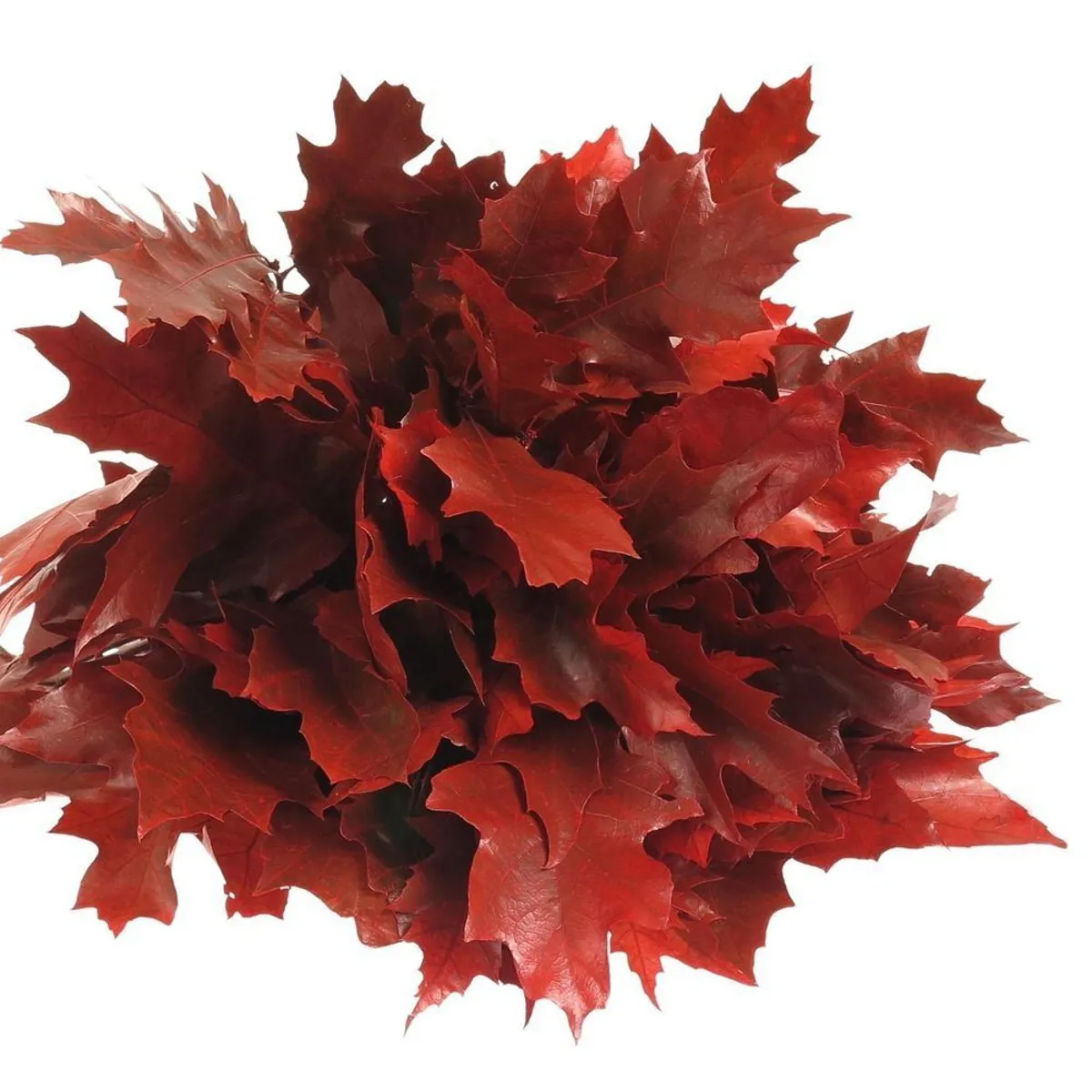 İthal Rubra Quercus Red (20 dal - 60 cm) - Ürün Görseli 1