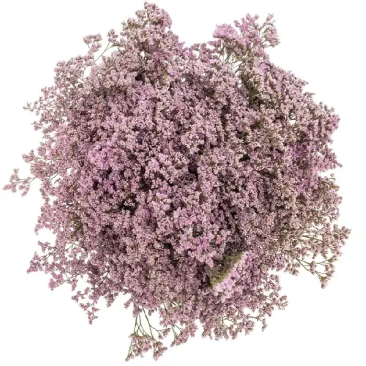 İthal Limonium Saf Oshi Pink (25 dal-50 cm) - Ürün Görseli 1