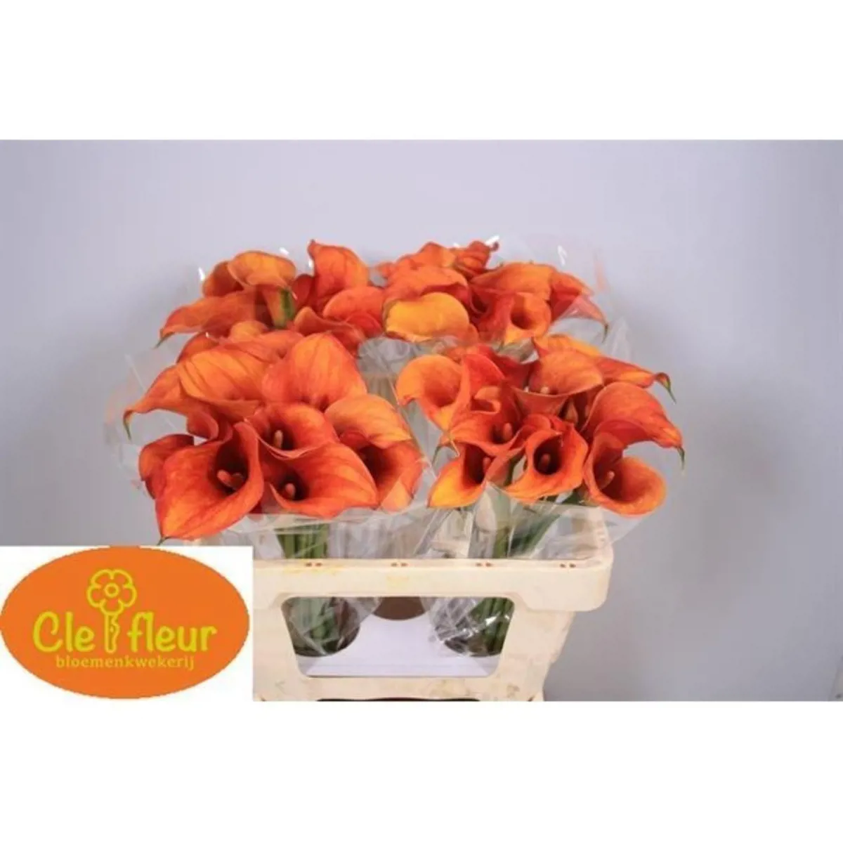İthal Gala Zantedeschia Hot Shot (10dal-55cm) - Ürün Görseli 1