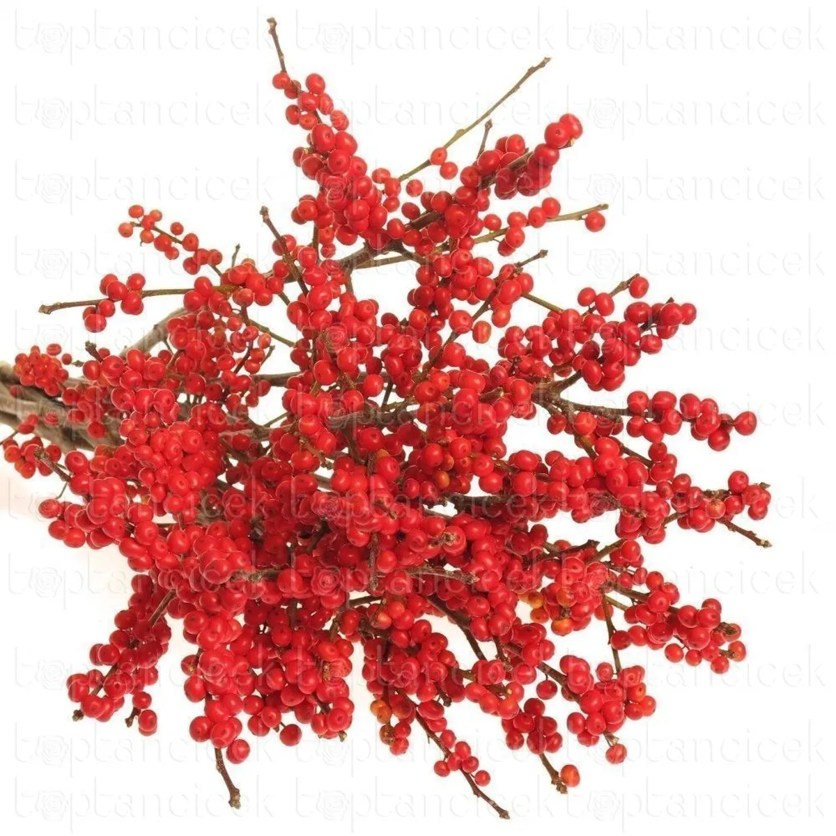  İthal İlex Vert Stuk (10 dal-60 cm) - Ürün Görseli 1