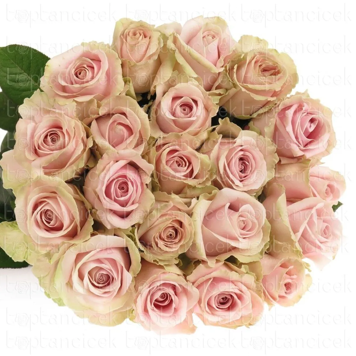 İthal Gül 40 cm Pink Athena (10 dal) - Ürün Görseli 1