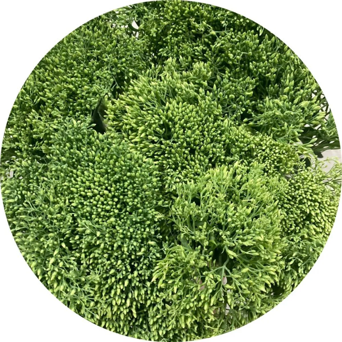 Yerli Sedum (1 Demet) - Ürün Görseli 1