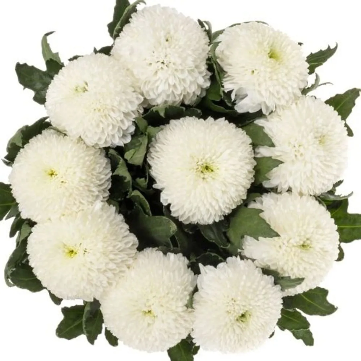 İthal Chrysanthemum G Superbowl (10 dal-70cm) - Ürün Görseli 1