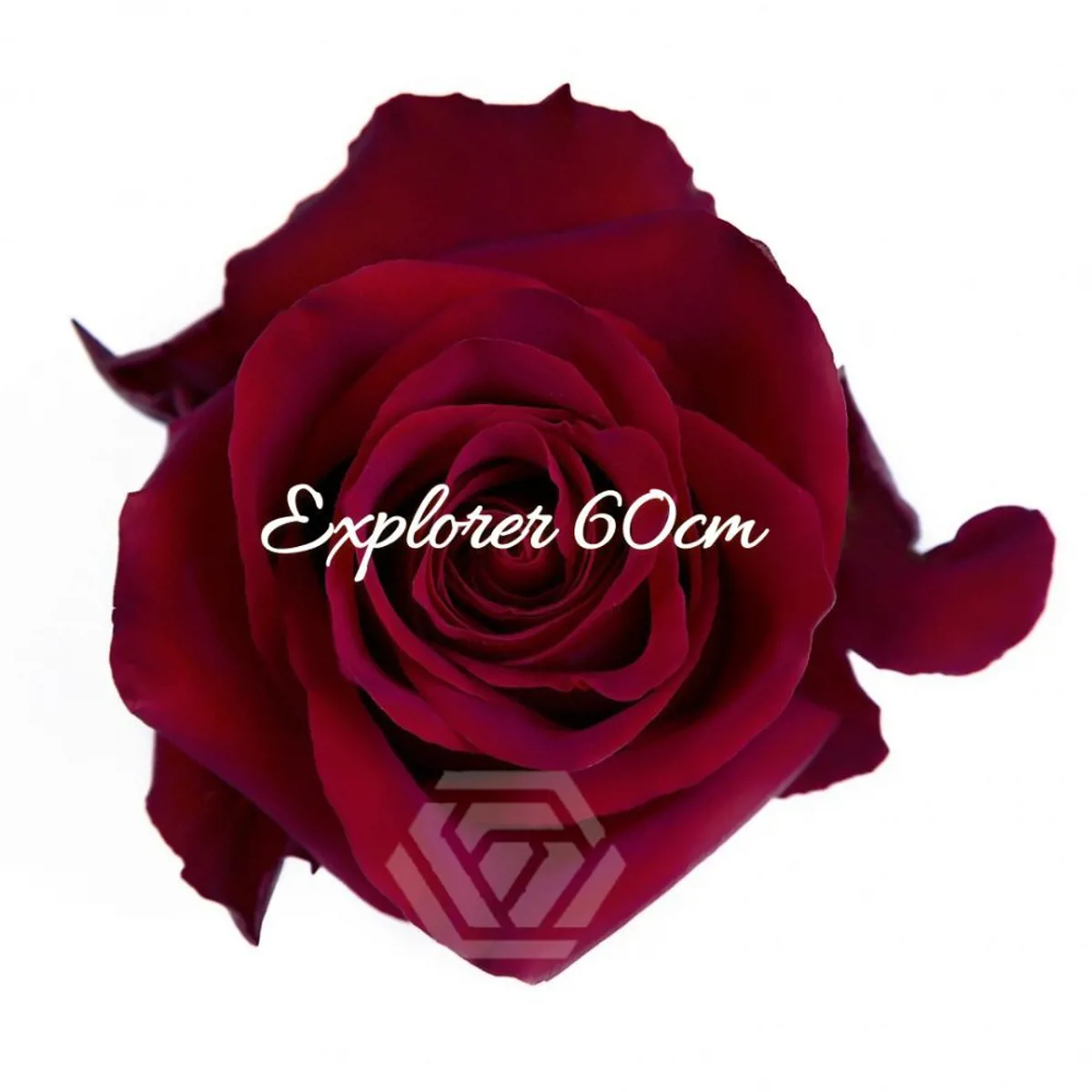 İthal Gül Ekvator Explorer (25dal-60cm) - Ürün Görseli 1