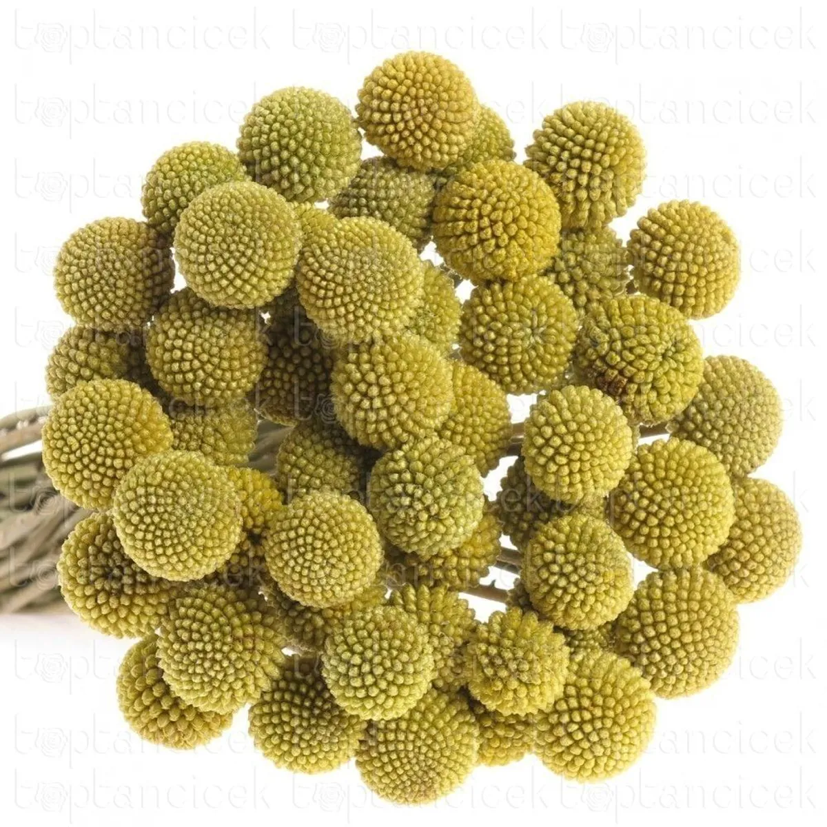  İthal Craspedia (50 Dal-60 cm) - Ürün Görseli 1