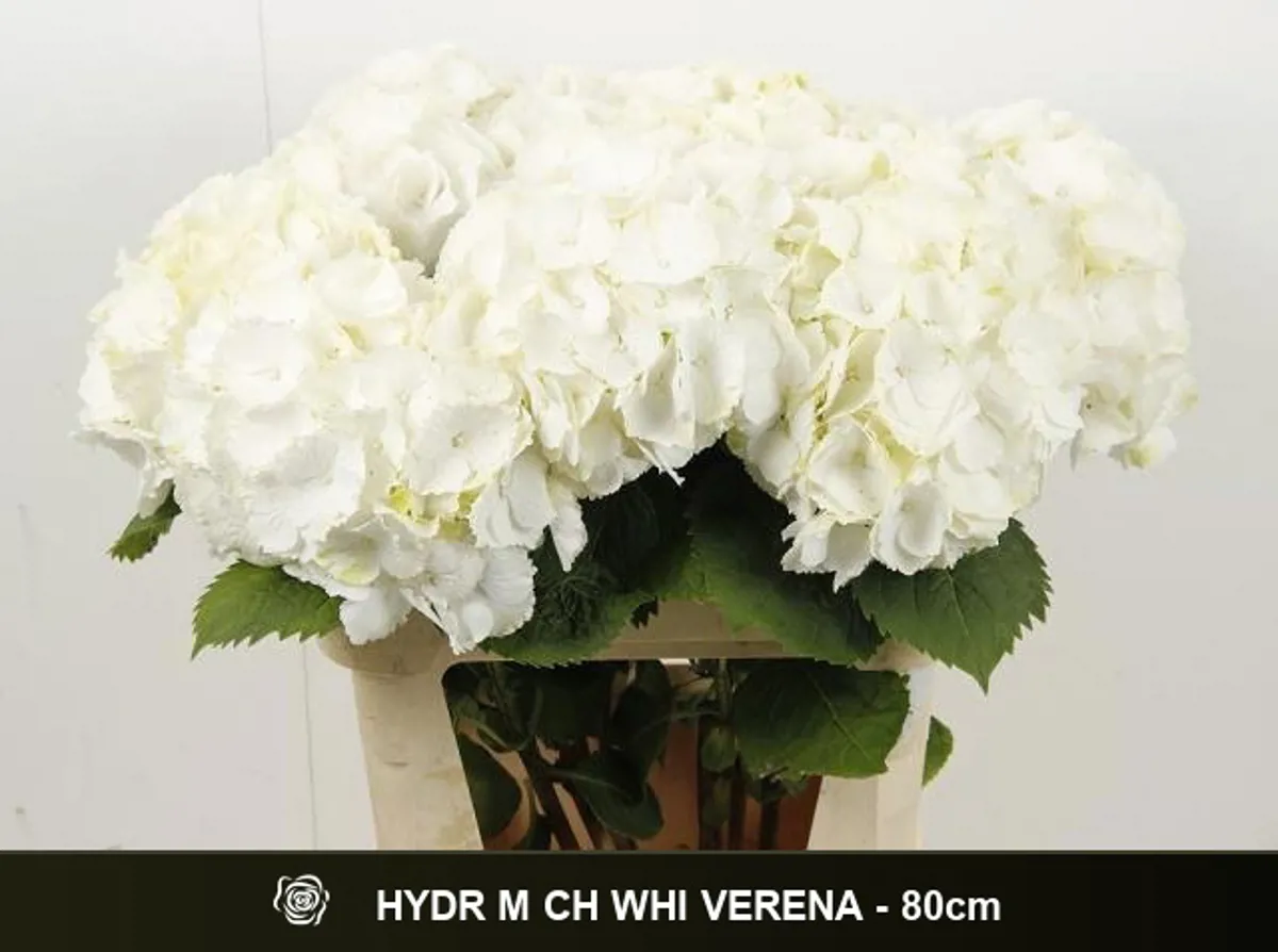 İthal Hydrangea M White Verena (Ortanca-5 dal-80cm) - Ürün Görseli 1