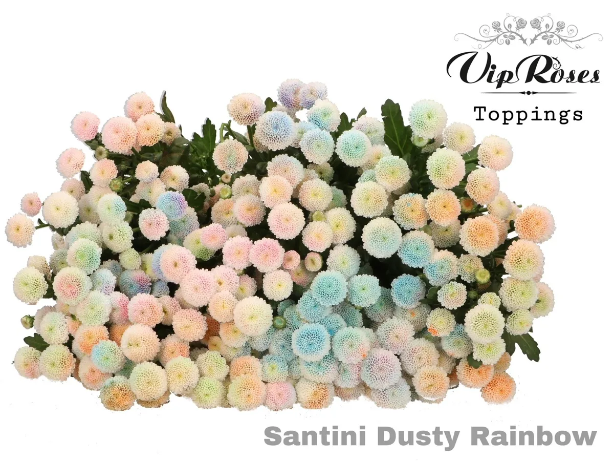 İthal Chrysanthemum S Dusty Rainbow (Santini-25 dal-55cm) - Ürün Görseli 1