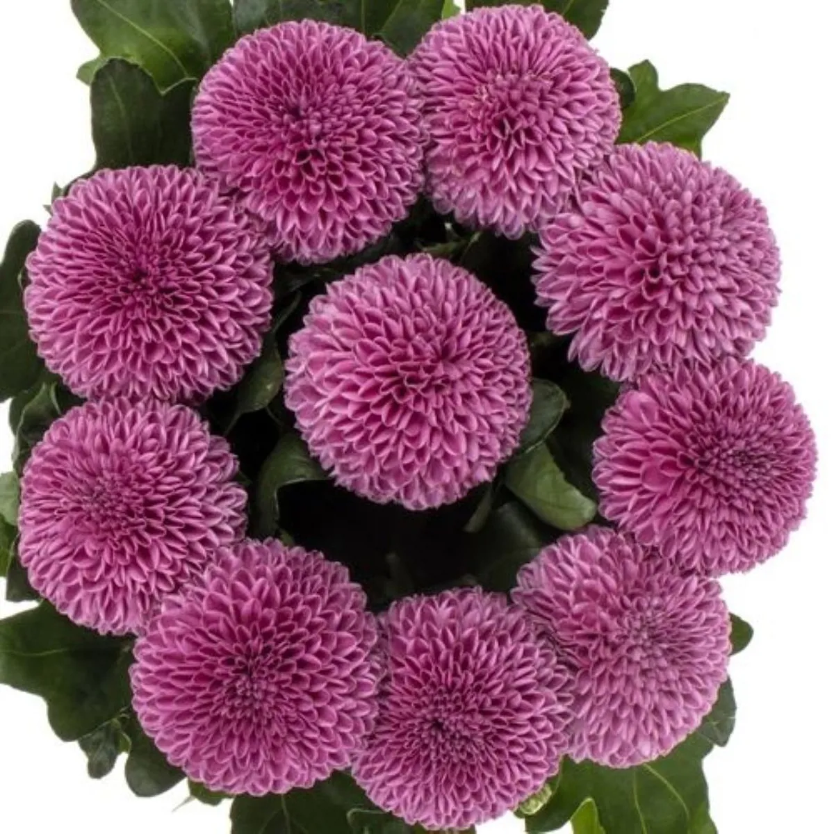 İthal Chrysanthemum G Roxo (10 dal-70cm) - Ürün Görseli 1