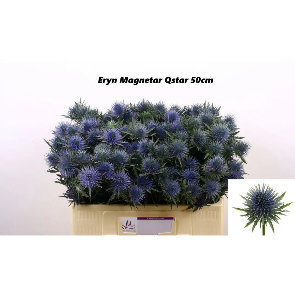 İthal Eryngium Magnetar Qstar (10 dal-40cm) - Ürün Görseli 1