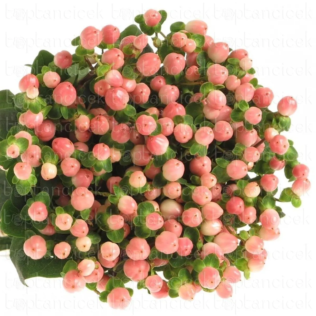  İthal Hypericum Coco Casino 40cm (10 dal) - Ürün Görseli 1