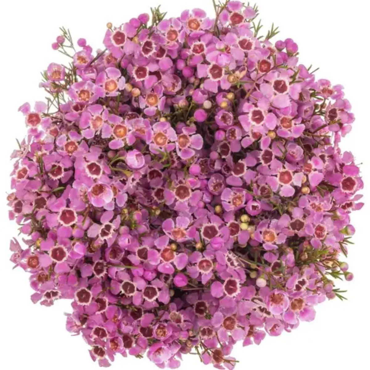  İthal Chamelaucium Nieks Pride (Wax-25 Dal-60cm - Ürün Görseli 1