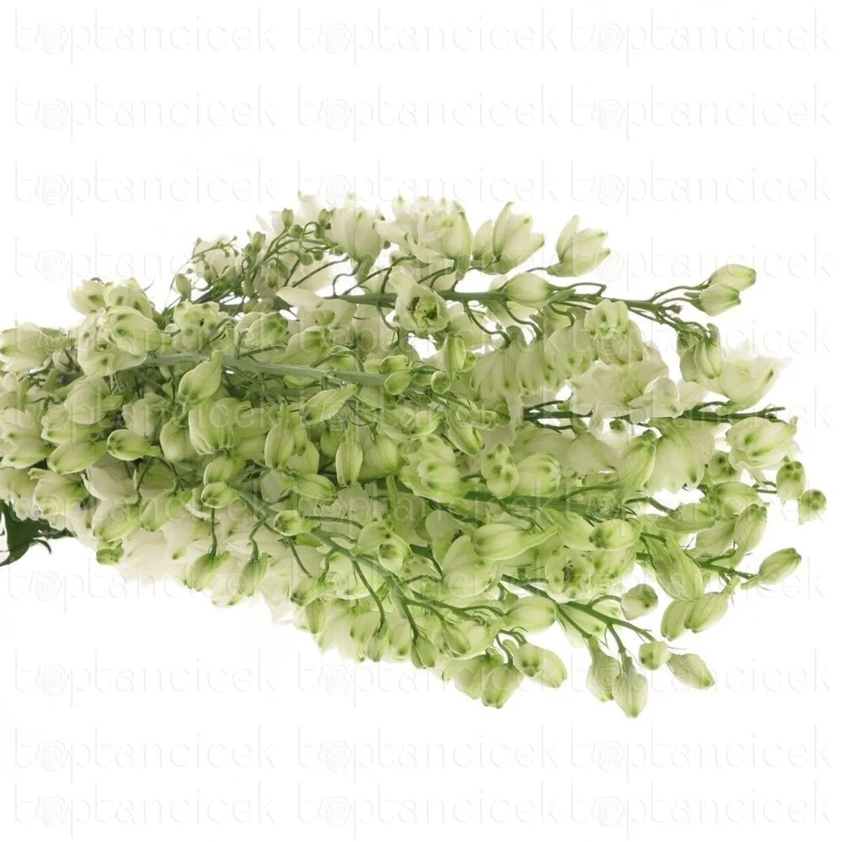  İthal Delphinium El Centurion White (70cm-10 Dal) - Ürün Görseli 1