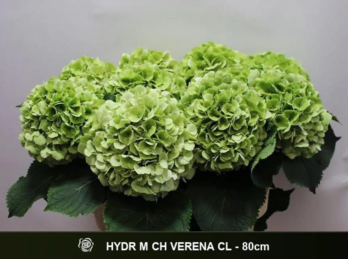  İthal Hydrangea M Verena Classic (Ortanca-5 Dal-80 cm) - Ürün Görseli 1