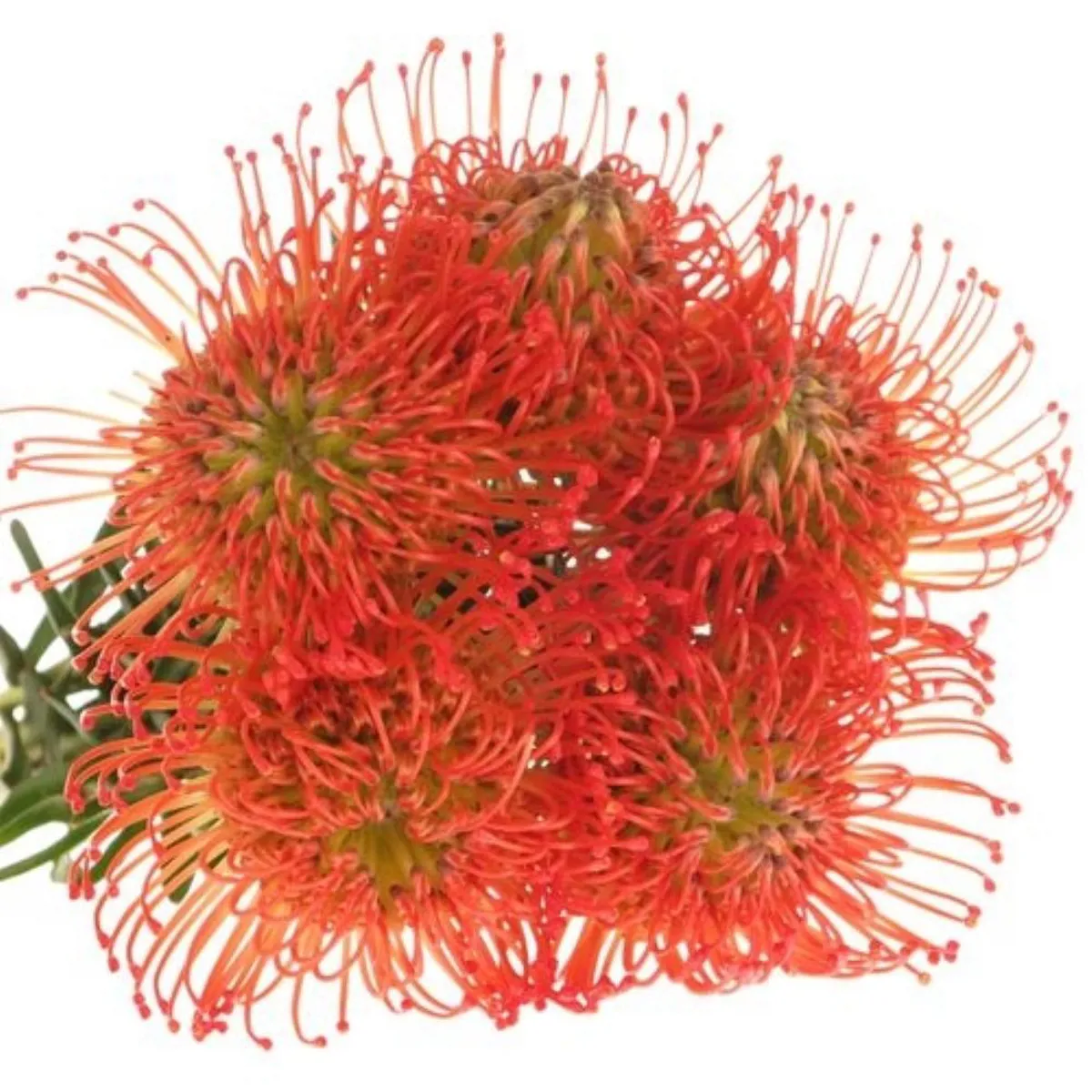 İthal Leucospermum Co Succession (5 Dal - 50 cm) - Ürün Görseli 1