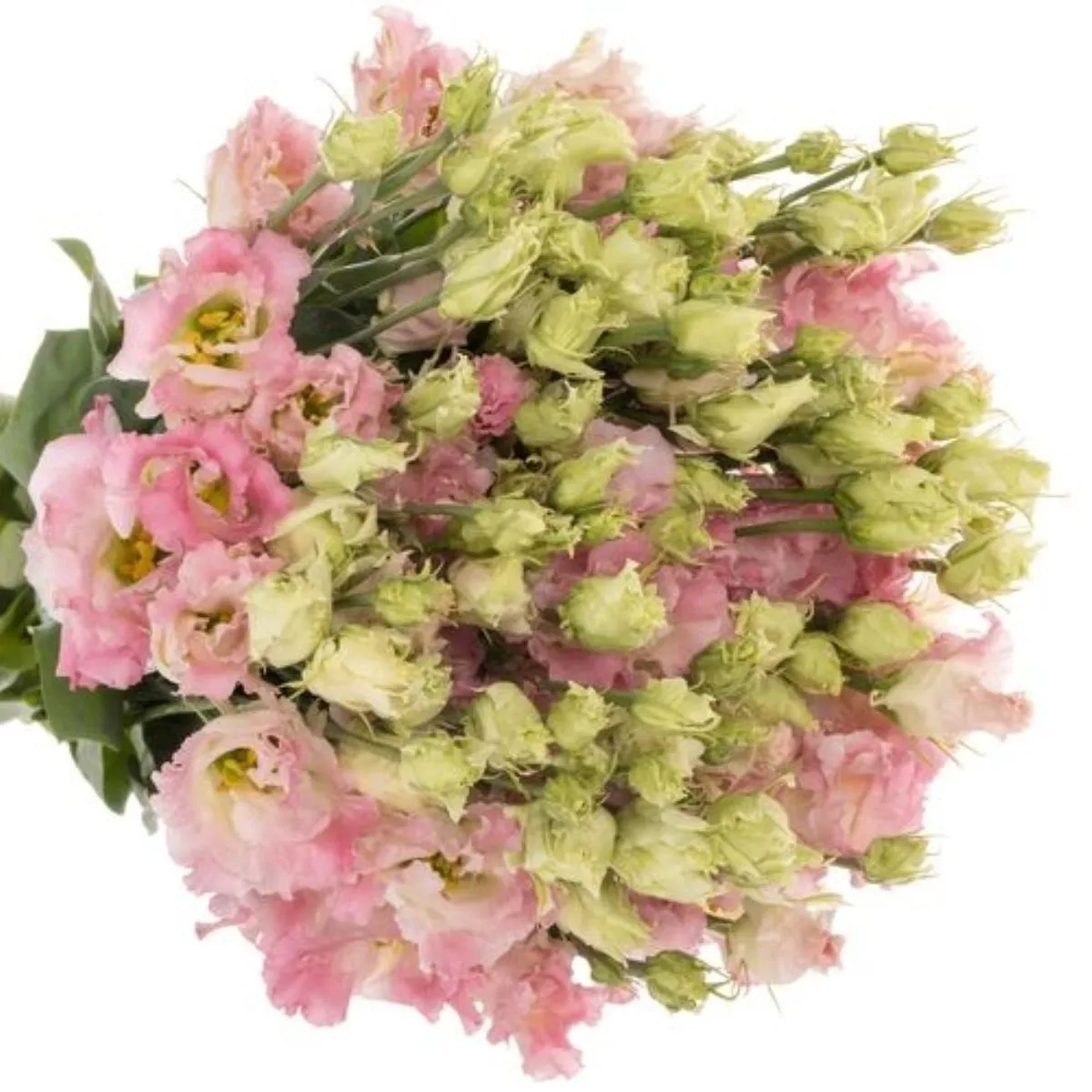 Yerli Lisianthus Alisya Toz Pembe (10 Dal) - Ürün Görseli 1