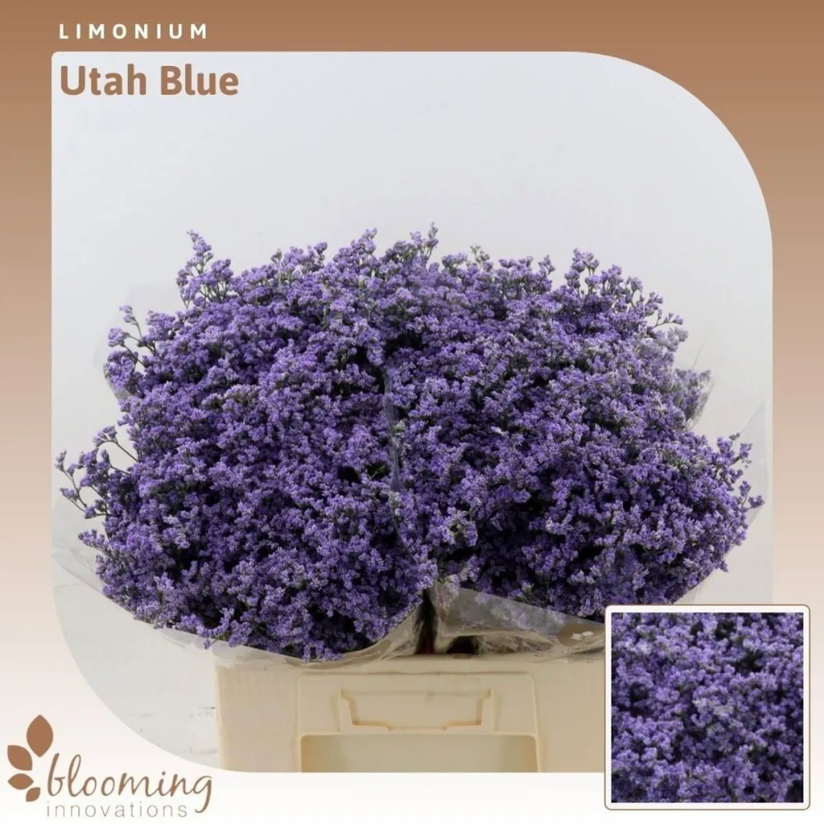  İthal Limonium Utah Blue (25 dal-60 cm) - Ürün Görseli 1
