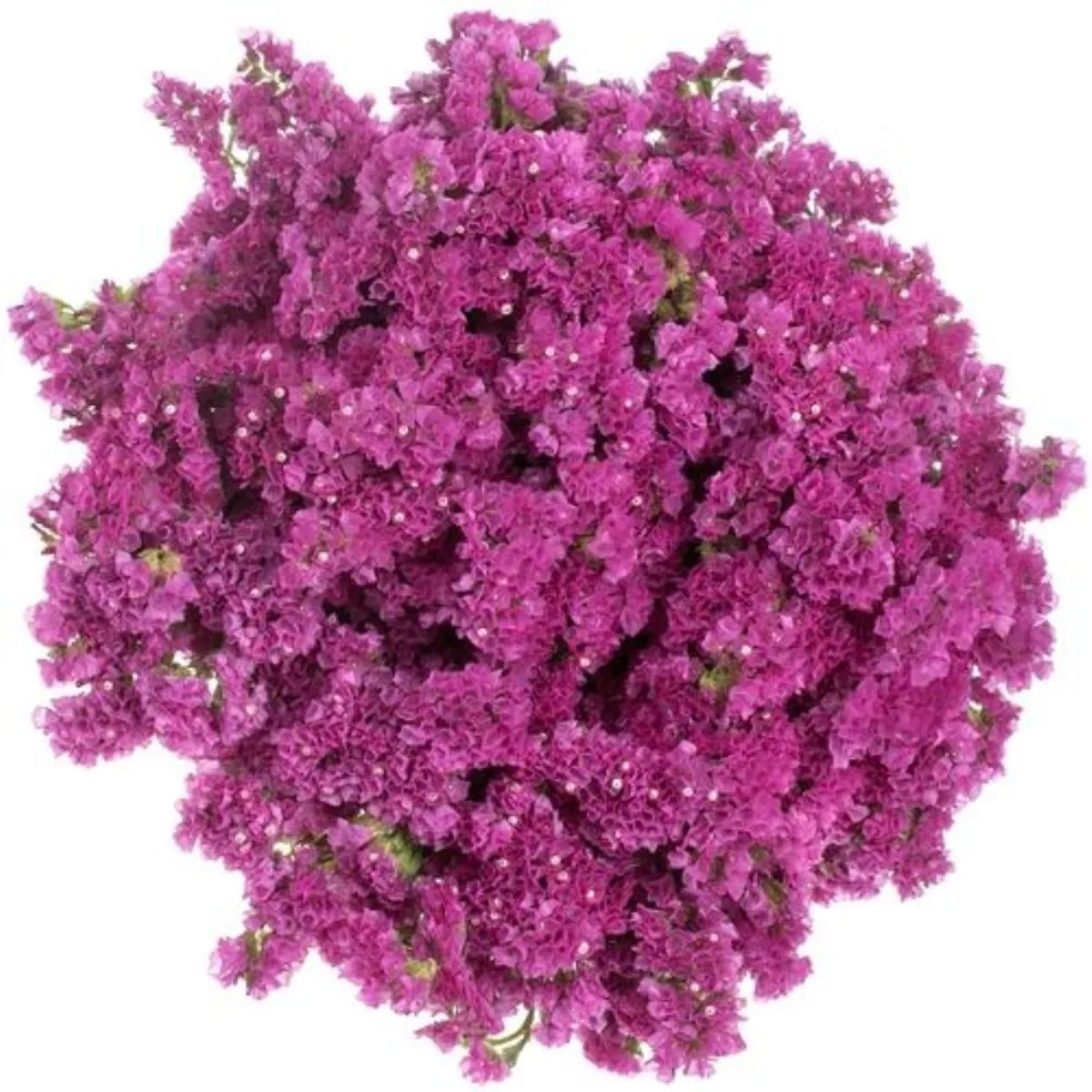 Yerli Statis Pembe (1 Demet) - Ürün Görseli 1