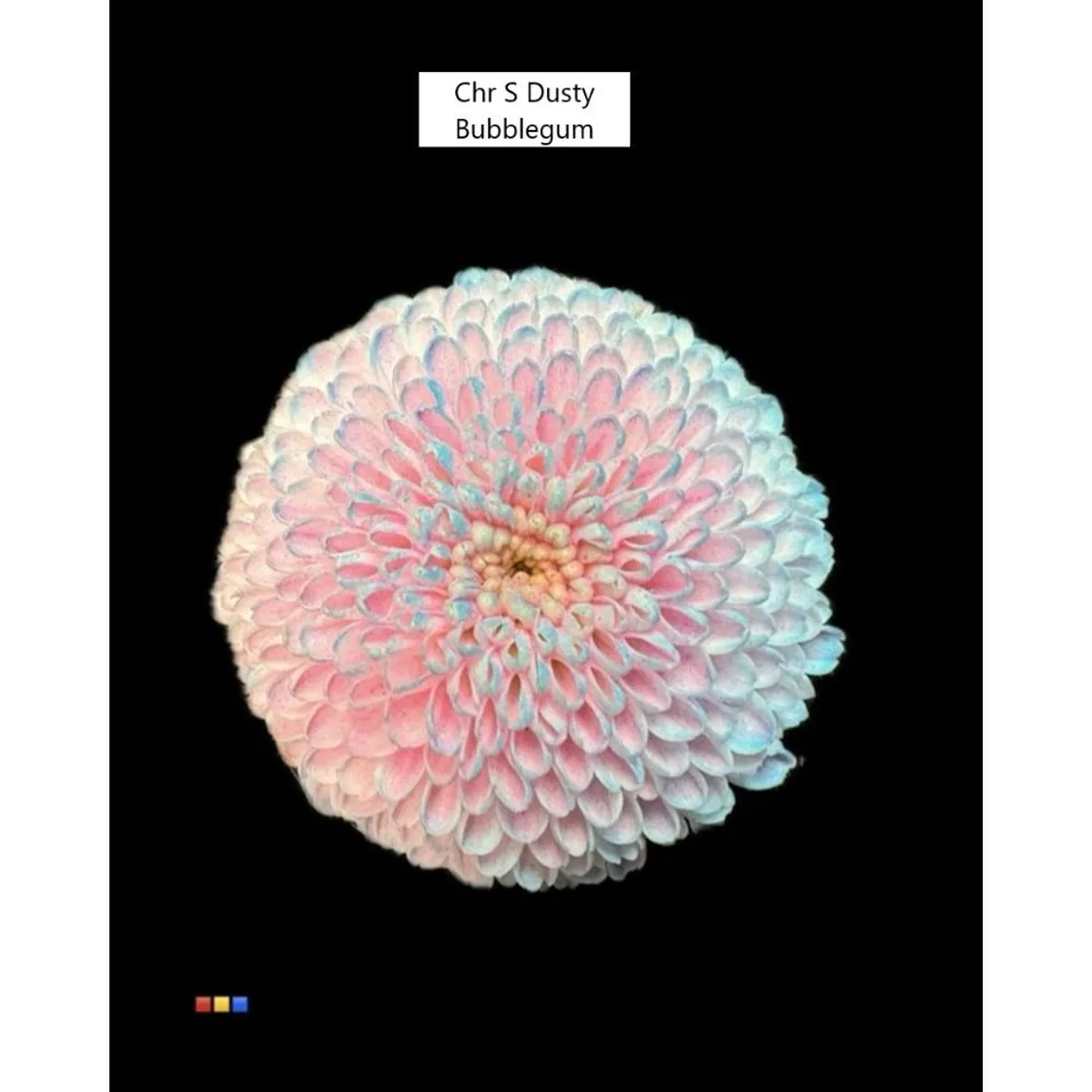İthal Chrysanthemum S Dusty Bubblegum (Santini-25 dal-55cm) - Ürün Görseli 1