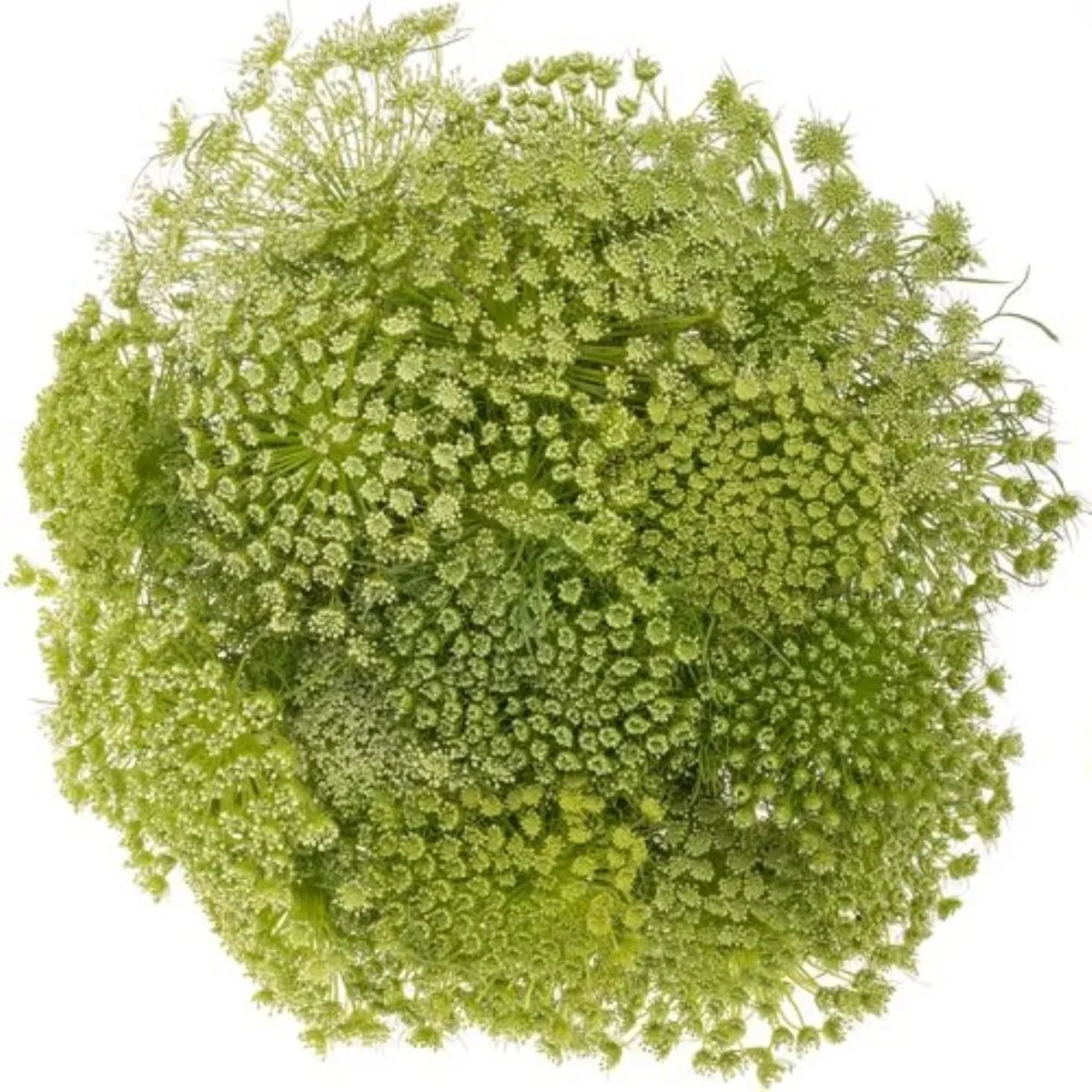 Garnitür Yerli Ammi Vissgana (10 Dal) - Ürün Görseli 1