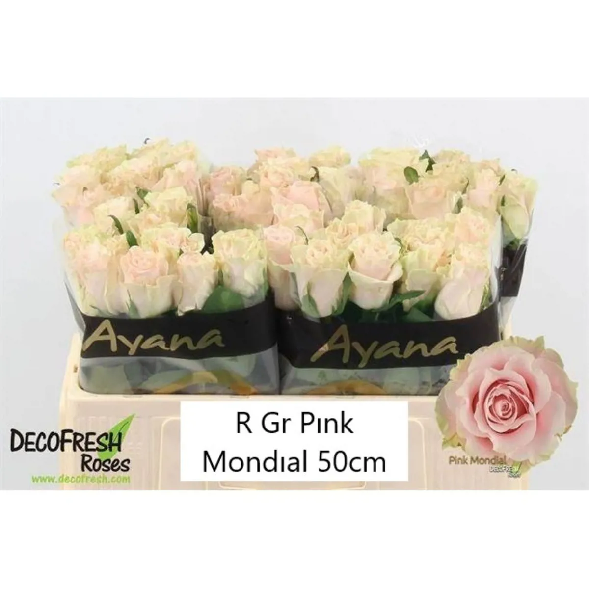  İthal Gül Pink Mondial (10 dal-50cm) - Ürün Görseli 1