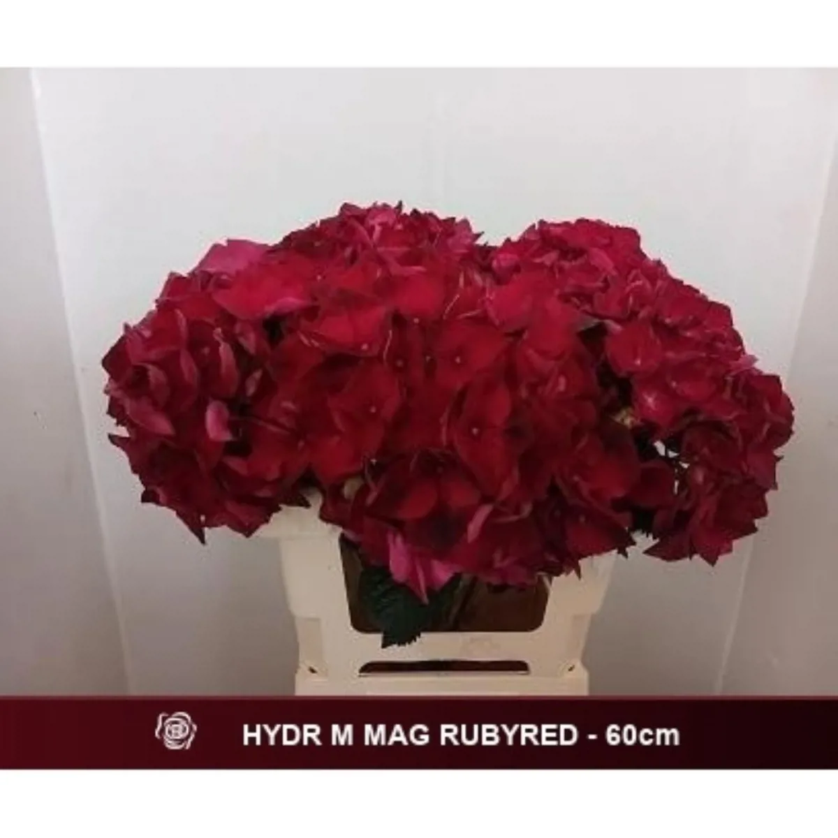 İthal Hydrangea M Mag Rubyred (Ortanca - 5 dal 60cm) - Ürün Görseli 1
