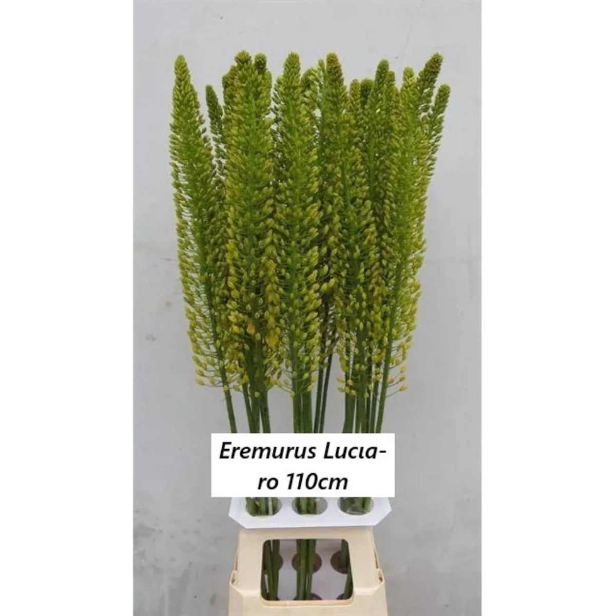 İthal Eremurus Lucia-Ro (10 dal-110 cm) - Ürün Görseli 1