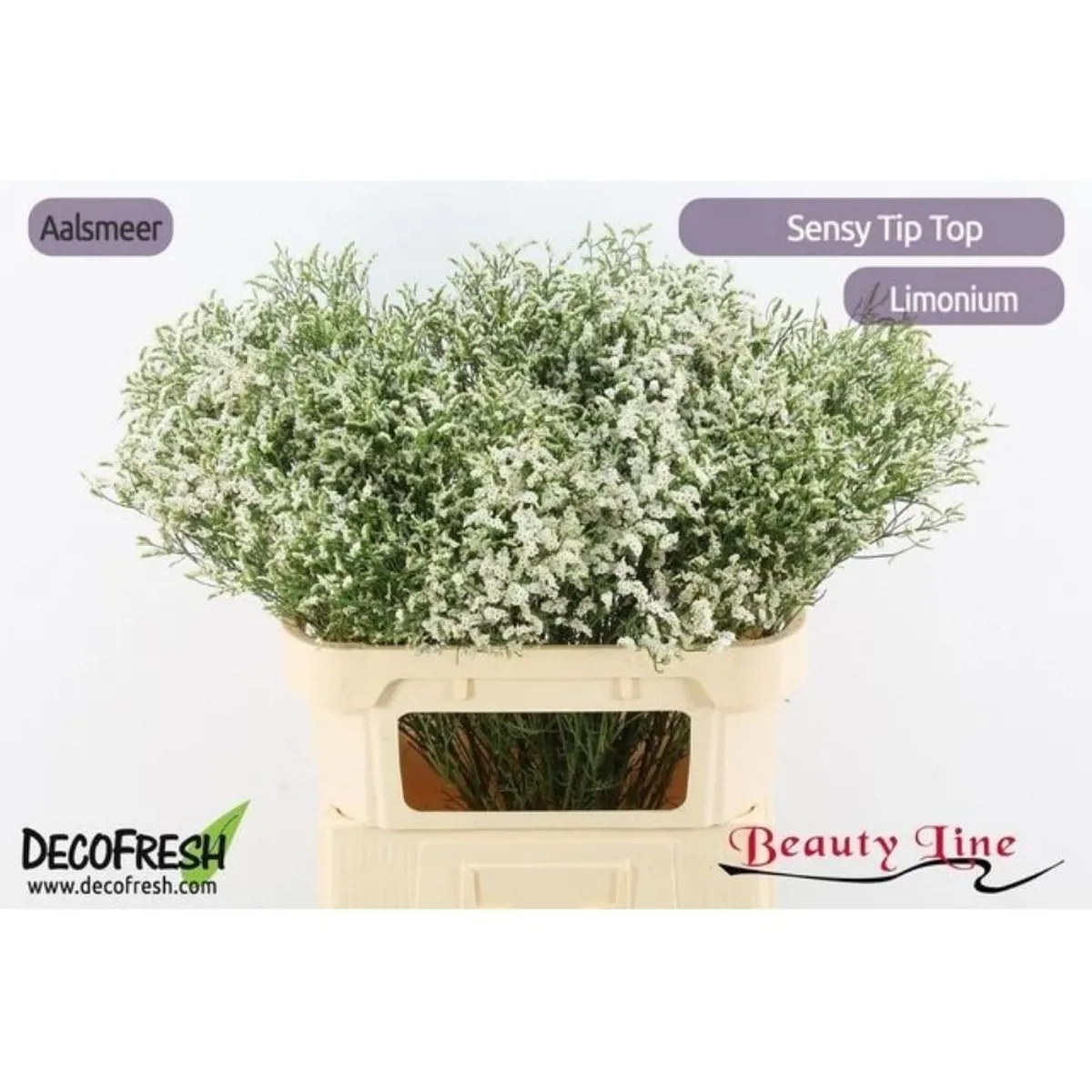 İthal Limonium Sin Tip Top (25 dal-60 cm) - Ürün Görseli 1