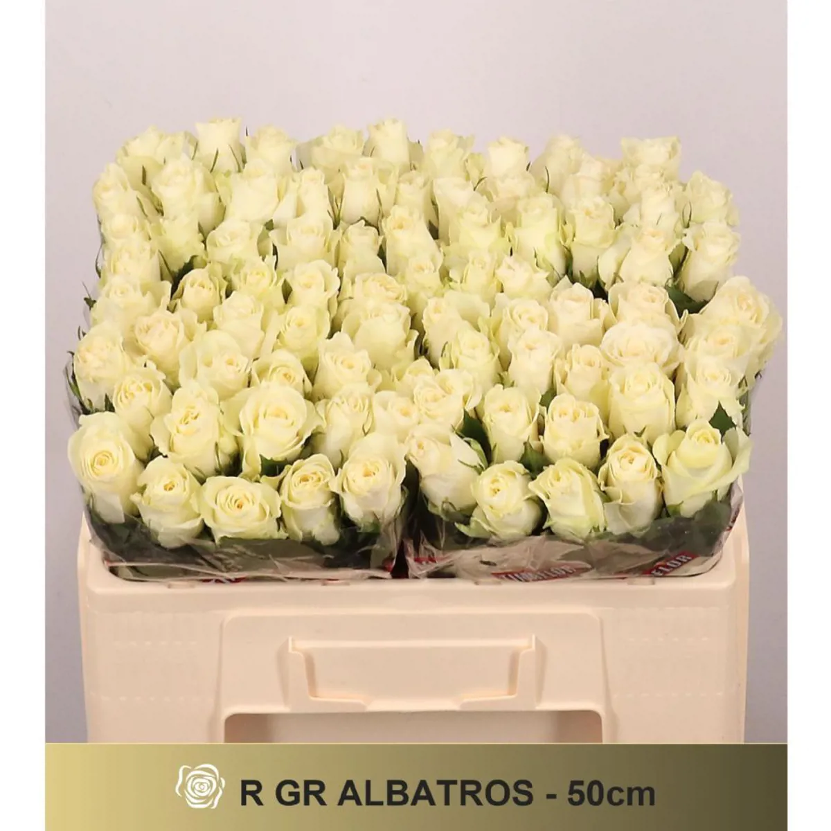  İthal Gül Beyaz 50 cm Albatros (10 dal) - Ürün Görseli 1