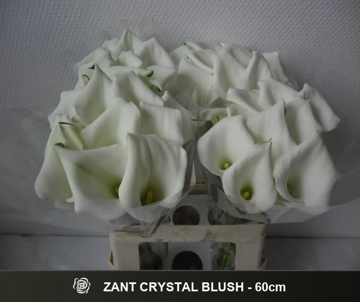  İthal Zantedeschia Crystal Blush (Gala-10dal-60cm) - Ürün Görseli 1