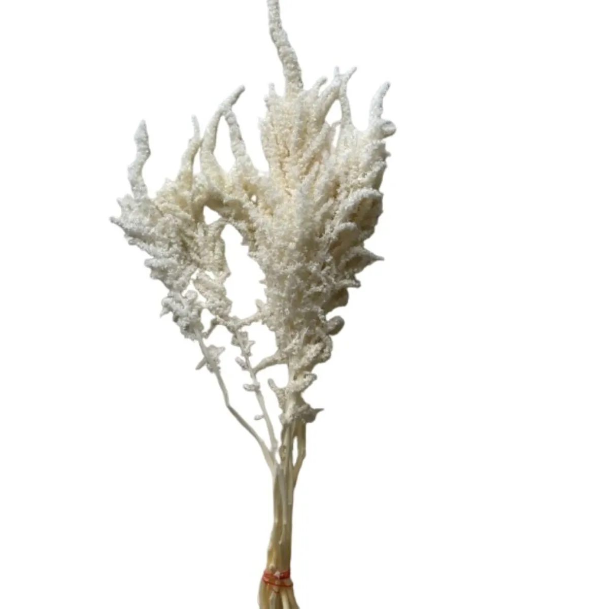 Şoklanmış Amaranthus Beyaz (1 Demet) - Ürün Görseli 1