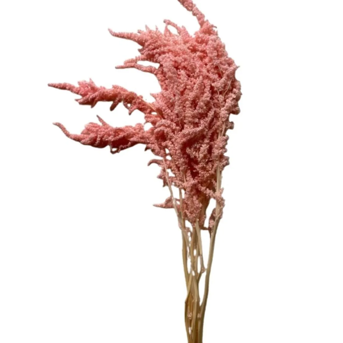 Şoklanmış Amaranthus Pembe (1 Demet) - Ürün Görseli 1