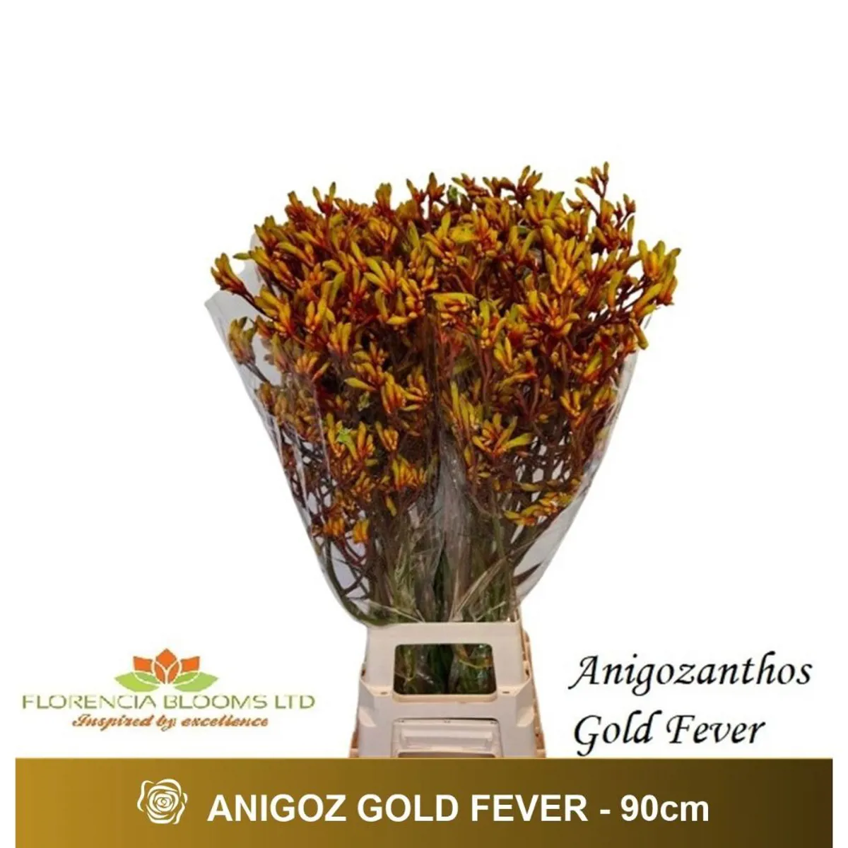  İthal Anigozanthos Gold Fever (10dal-90 cm) - Ürün Görseli 1