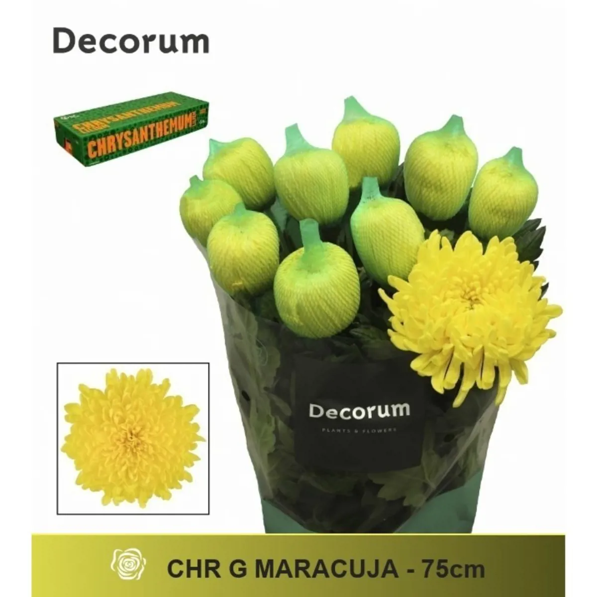  İthal Chrysanthemum G Maracuja (10 dal-70cm) - Ürün Görseli 1