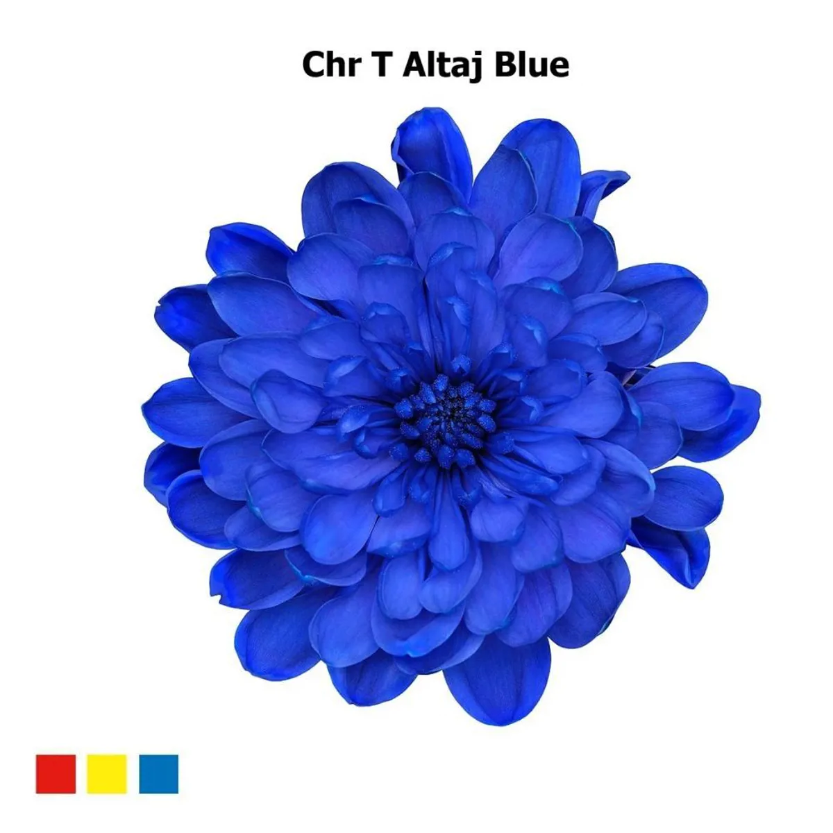  İthal Chrysanthemum T Altaj Blue (Biçme-5 dal-70cm) - Ürün Görseli 1