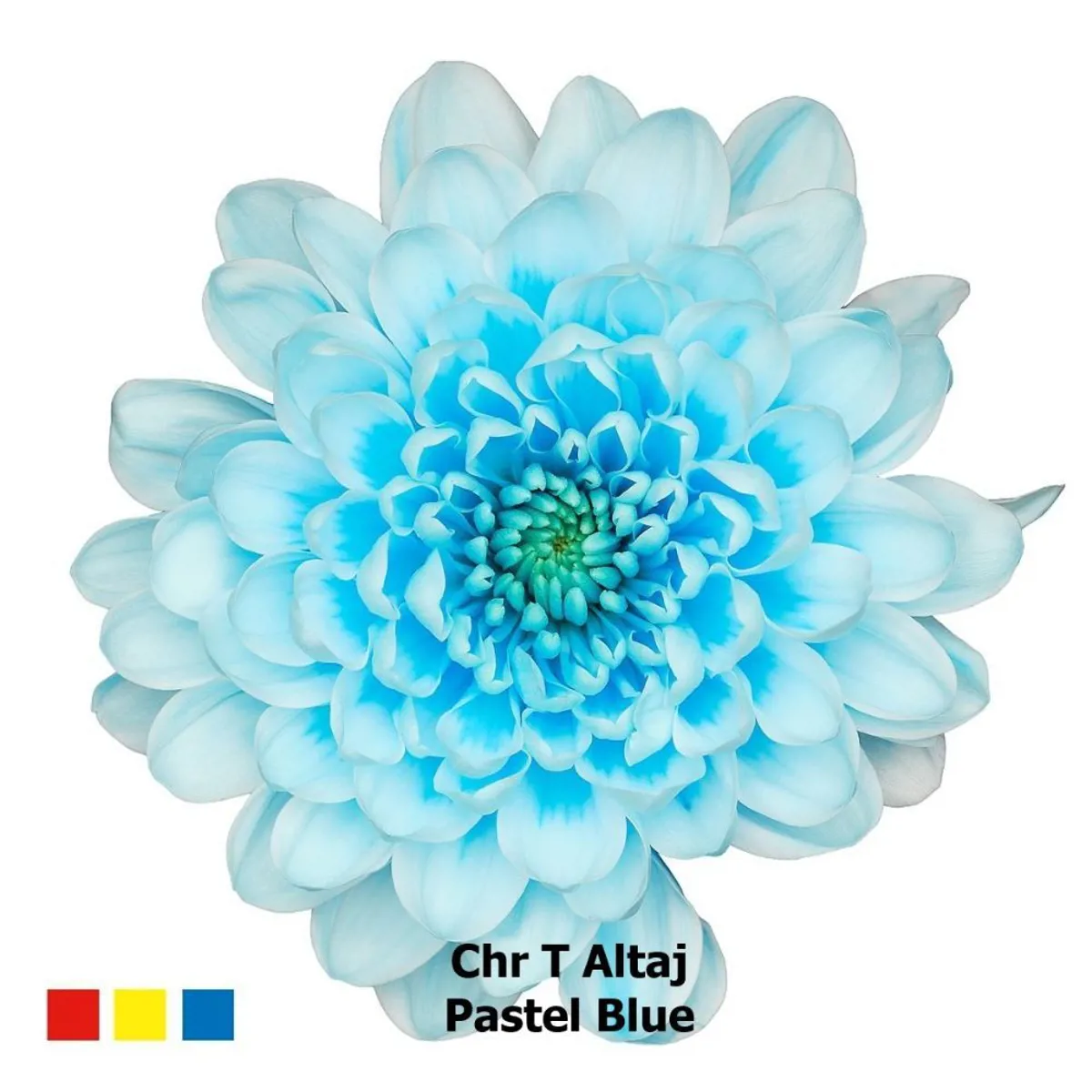  İthal Chrysanthemum T Altaj Pastel Blue (Biçme-5 dal-70cm) - Ürün Görseli 1