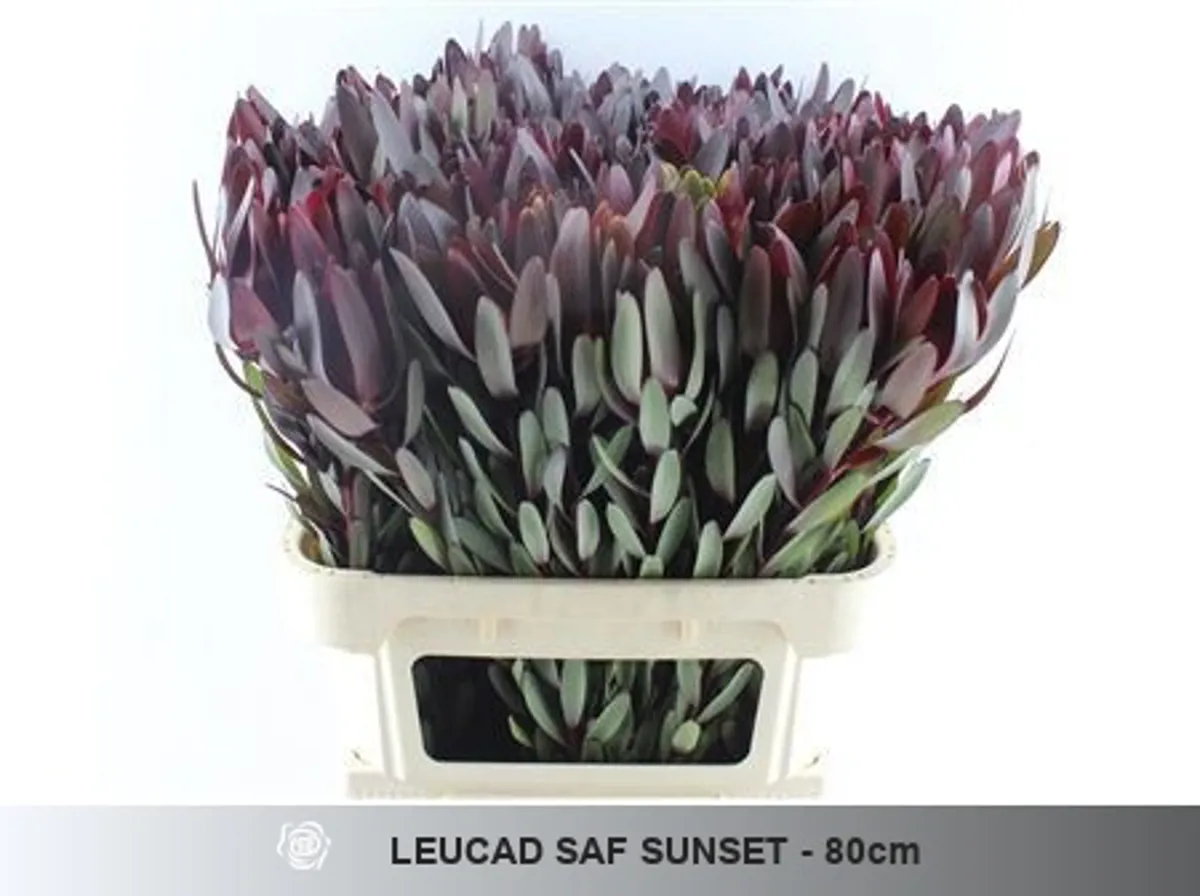 İthal Leucadendron Safari Sunset (70cm-10 Dal) - Ürün Görseli 1
