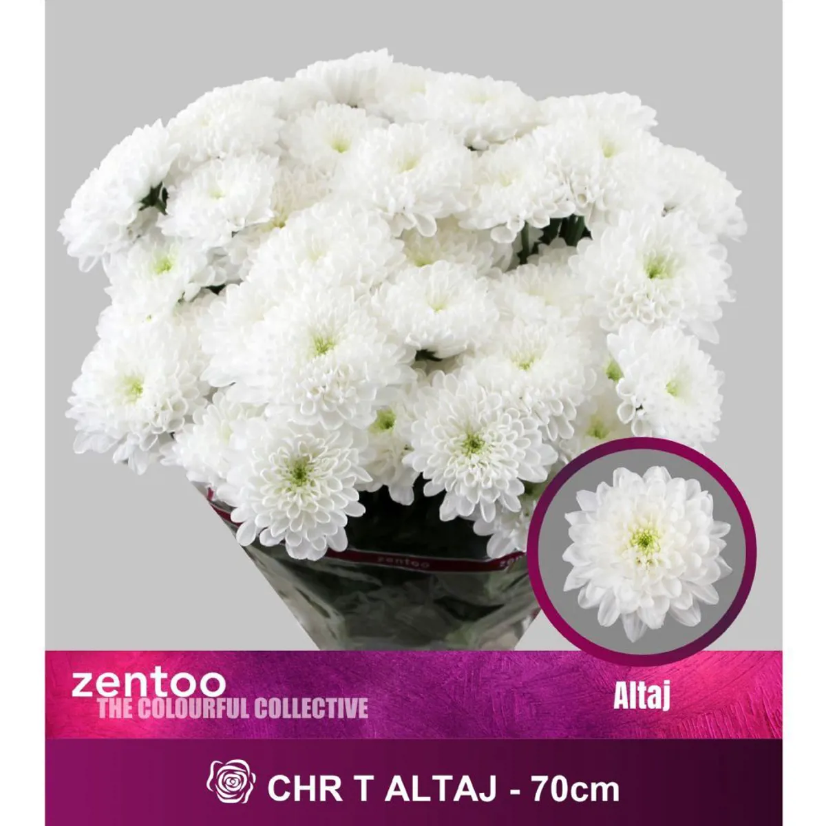  İthal Chrysanthemum T Altaj (5 dal-70cm) - Ürün Görseli 1