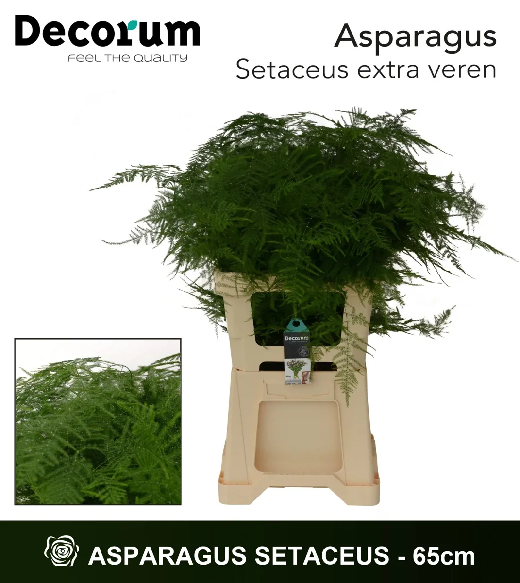 İthal Asparagus Setaceus (1 Bağ-50dal) - Ürün Görseli 1