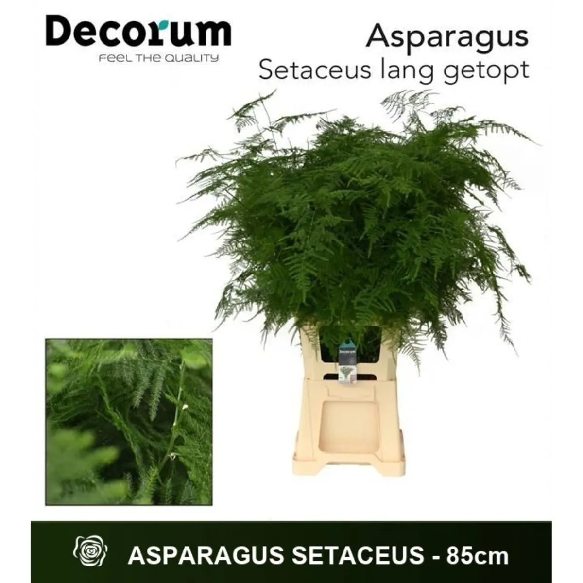  İthal Asparagus Setaceus 85cm (1 Bağ-50dal) - Ürün Görseli 1